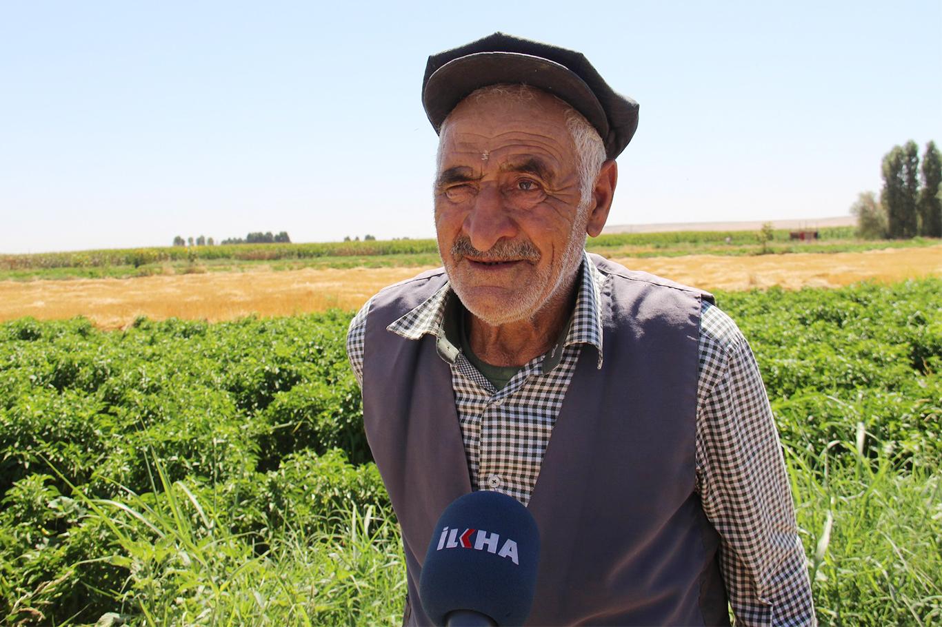 "Stran ve kilam" söyleyerek hasat yapıyor "Stran ve kilam" söyleyerek hasat yapıyor